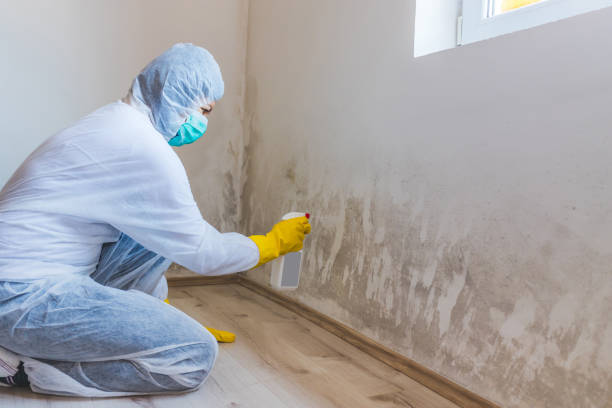 Crawl Space Mold Remediation treatment of floor joists in Lutz